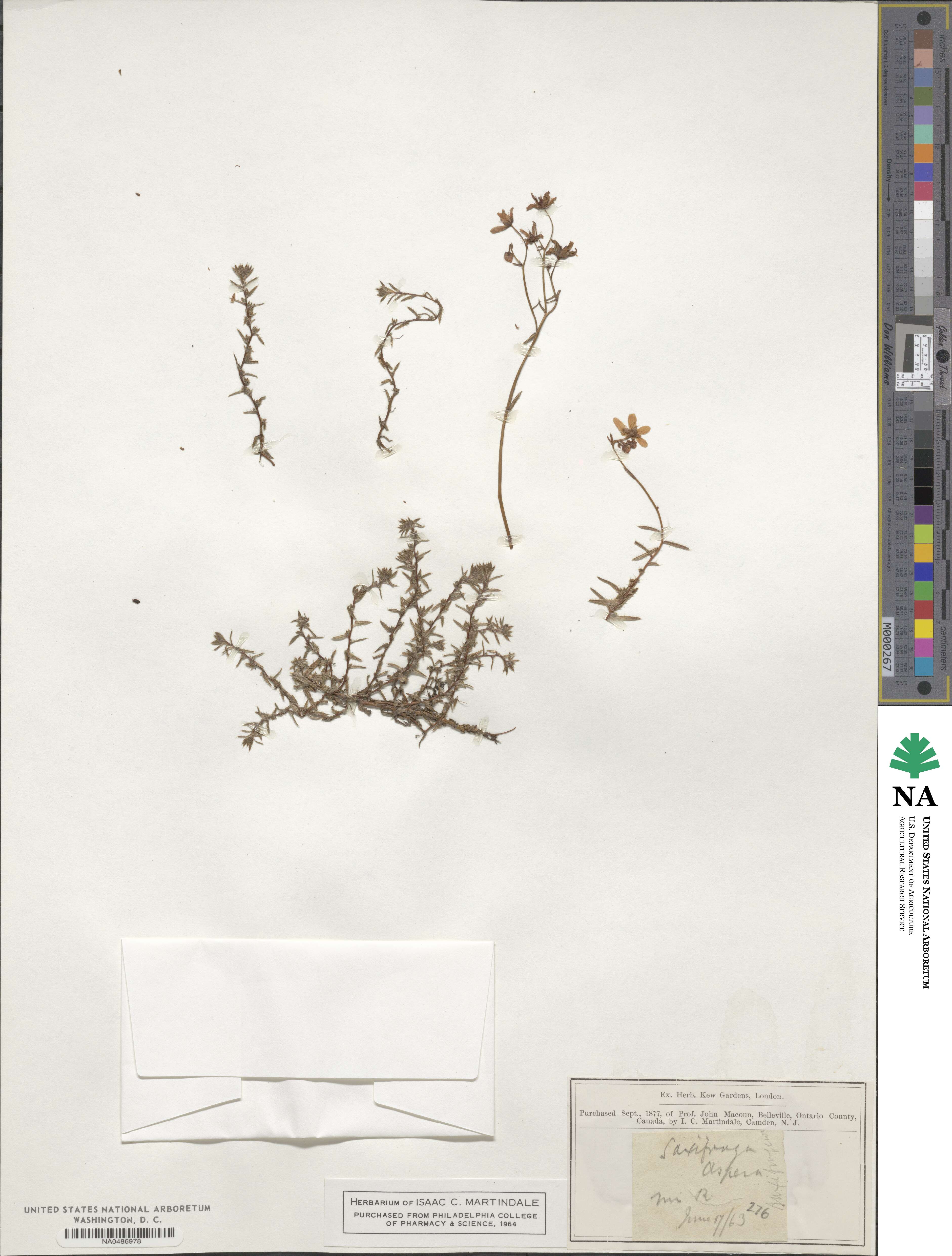 Saxifraga aspera image