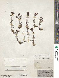 Image of Saxifraga autumnalis