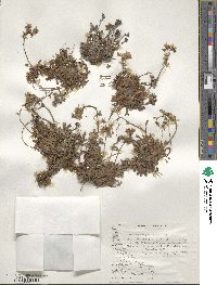 Saxifraga magellanica image