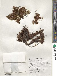 Saxifraga magellanica image