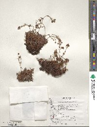 Saxifraga magellanica image