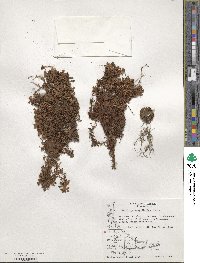 Saxifraga magellanica image