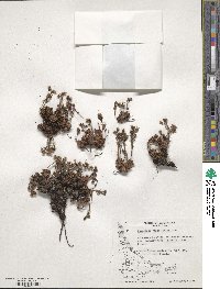 Saxifraga magellanica image