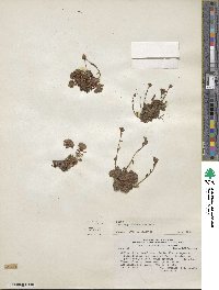 Saxifraga magellanica image