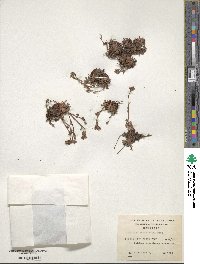 Saxifraga magellanica image