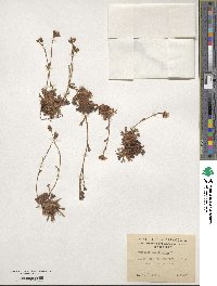 Saxifraga magellanica image