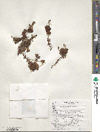 Saxifraga magellanica image