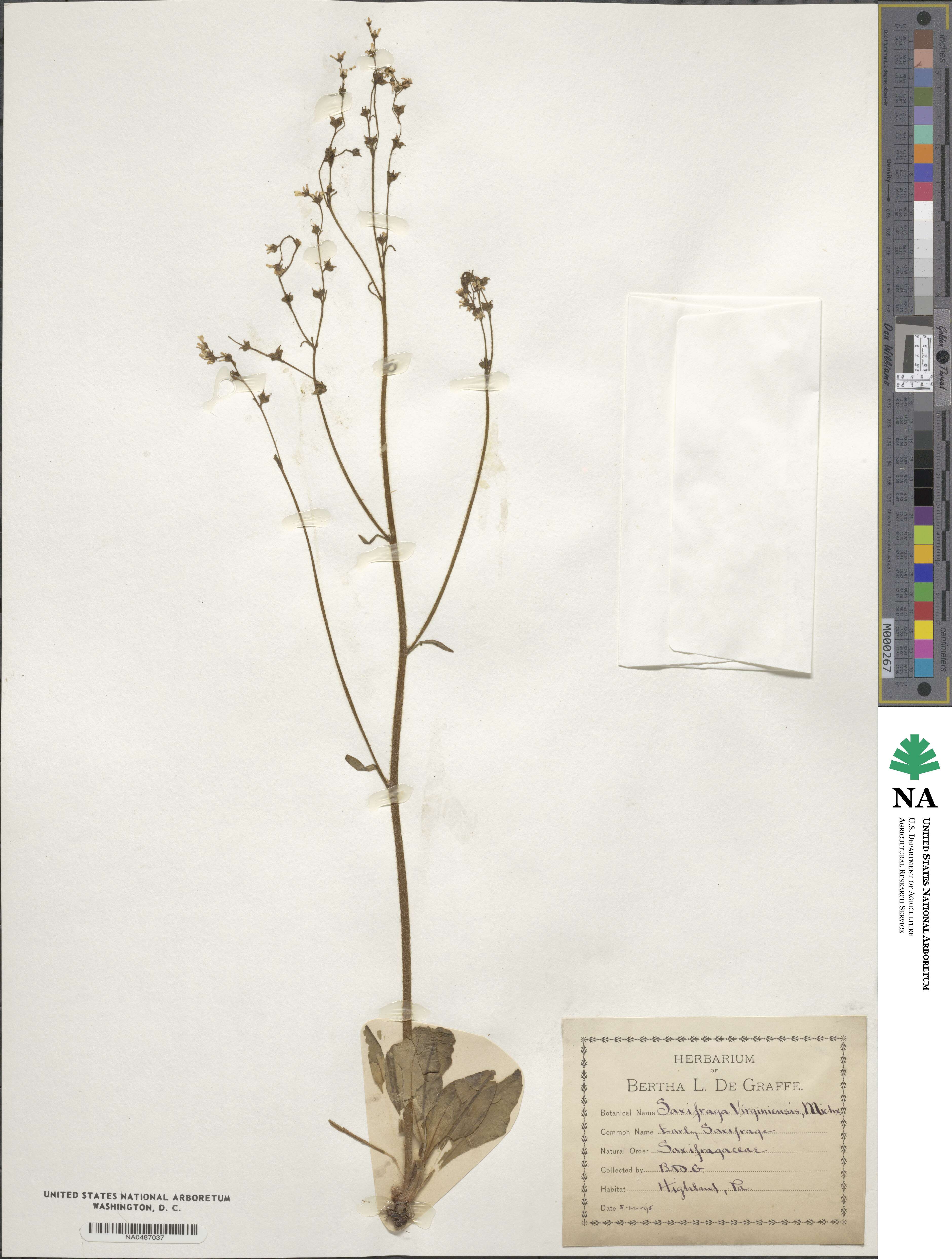 Micranthes virginiensis image