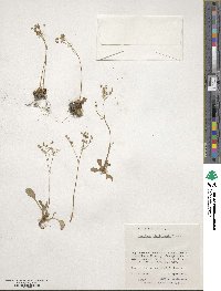 Micranthes virginiensis image