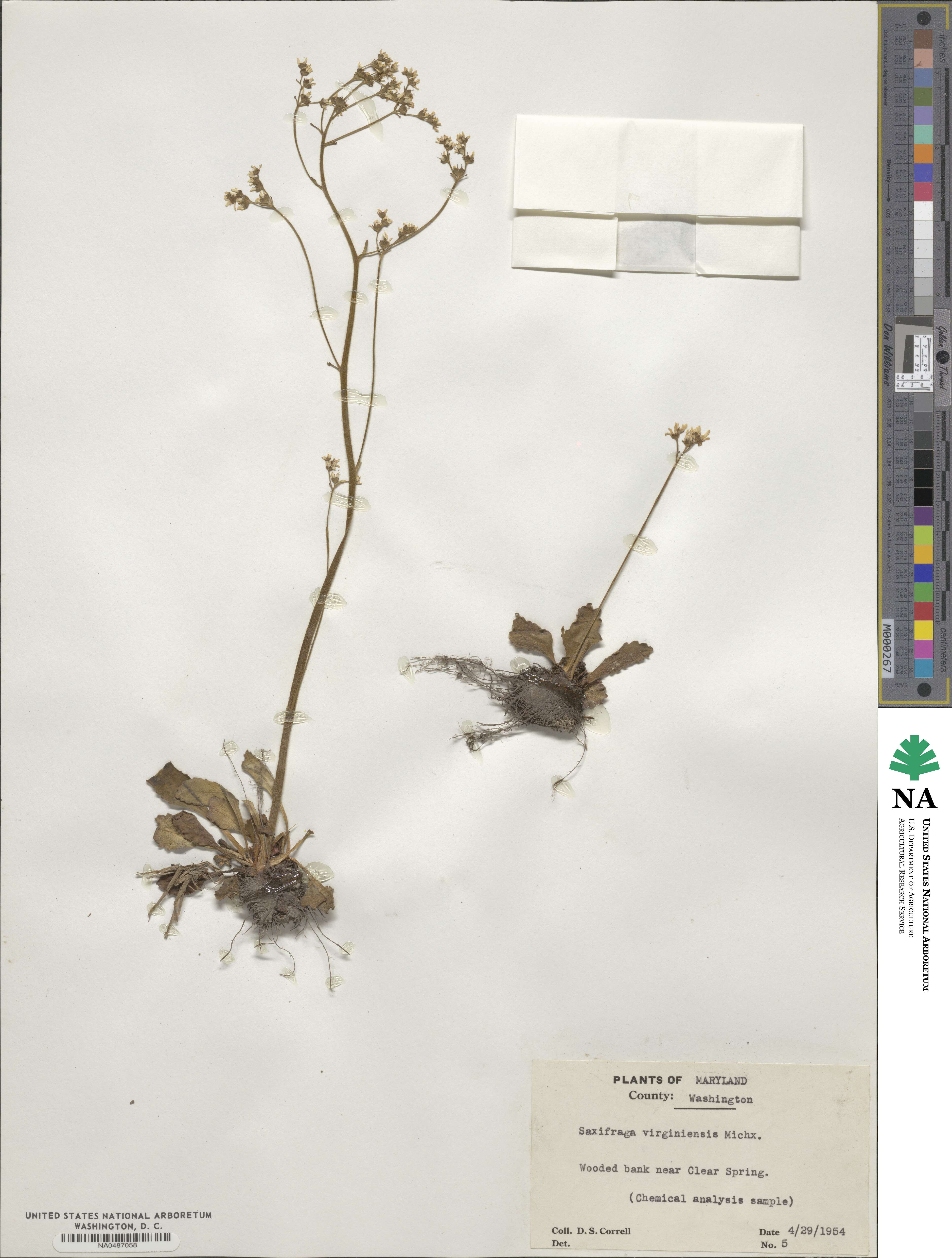 Micranthes image