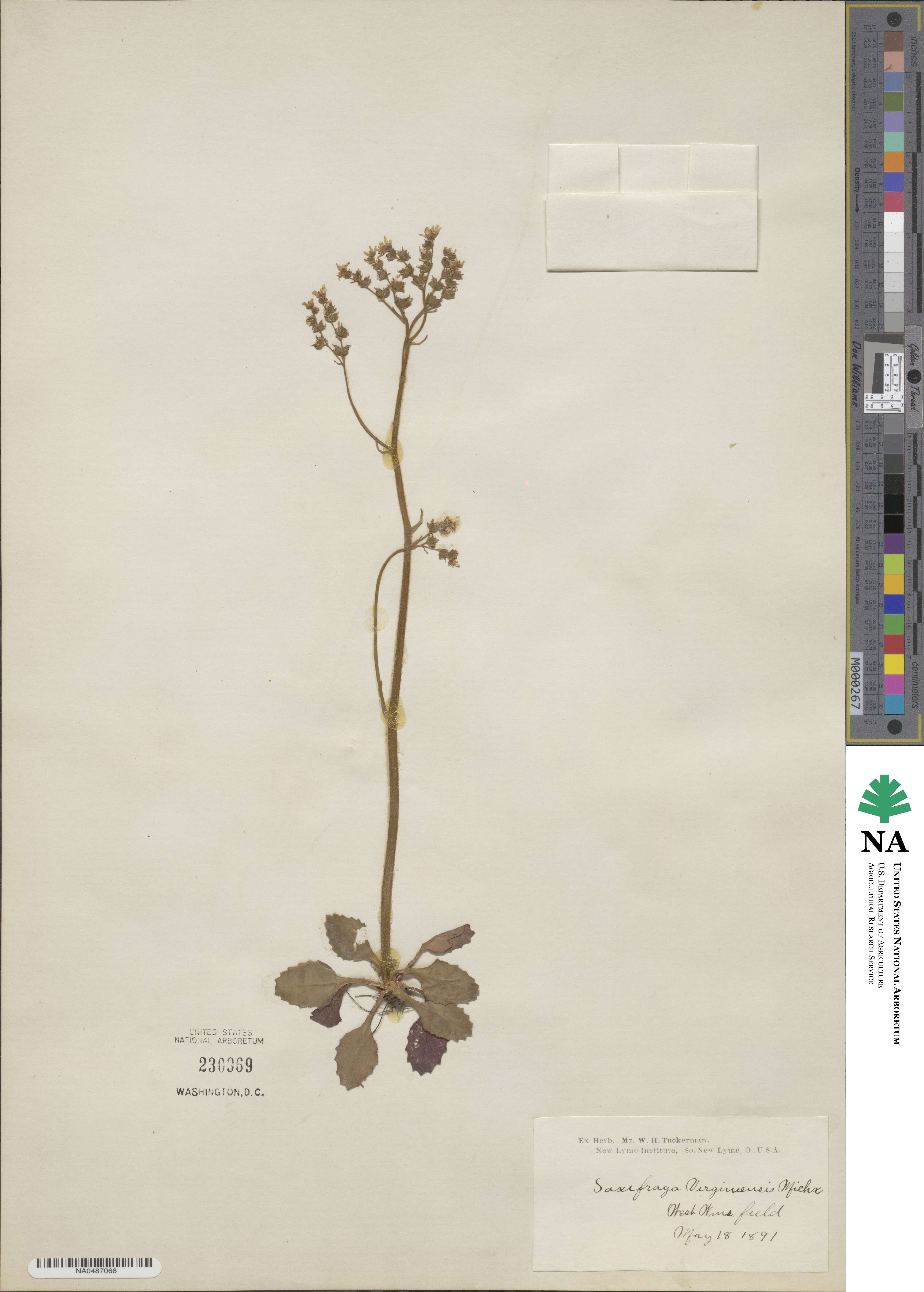 Micranthes virginiensis image