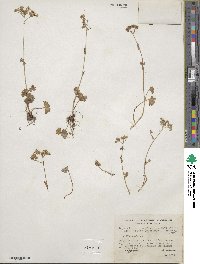 Hemieva ranunculifolia image