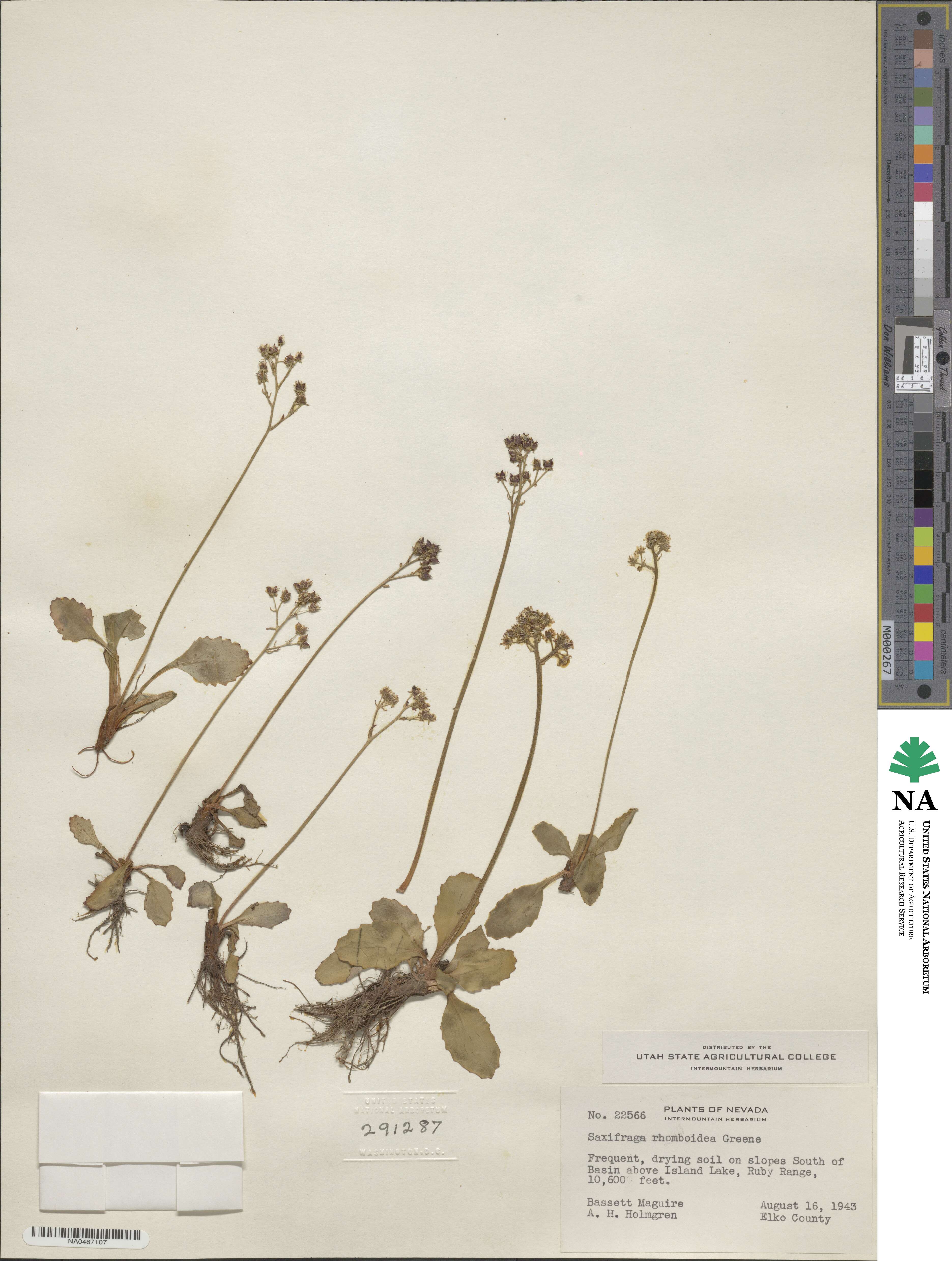 Micranthes rhomboidea image