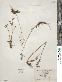 Micranthes occidentalis image