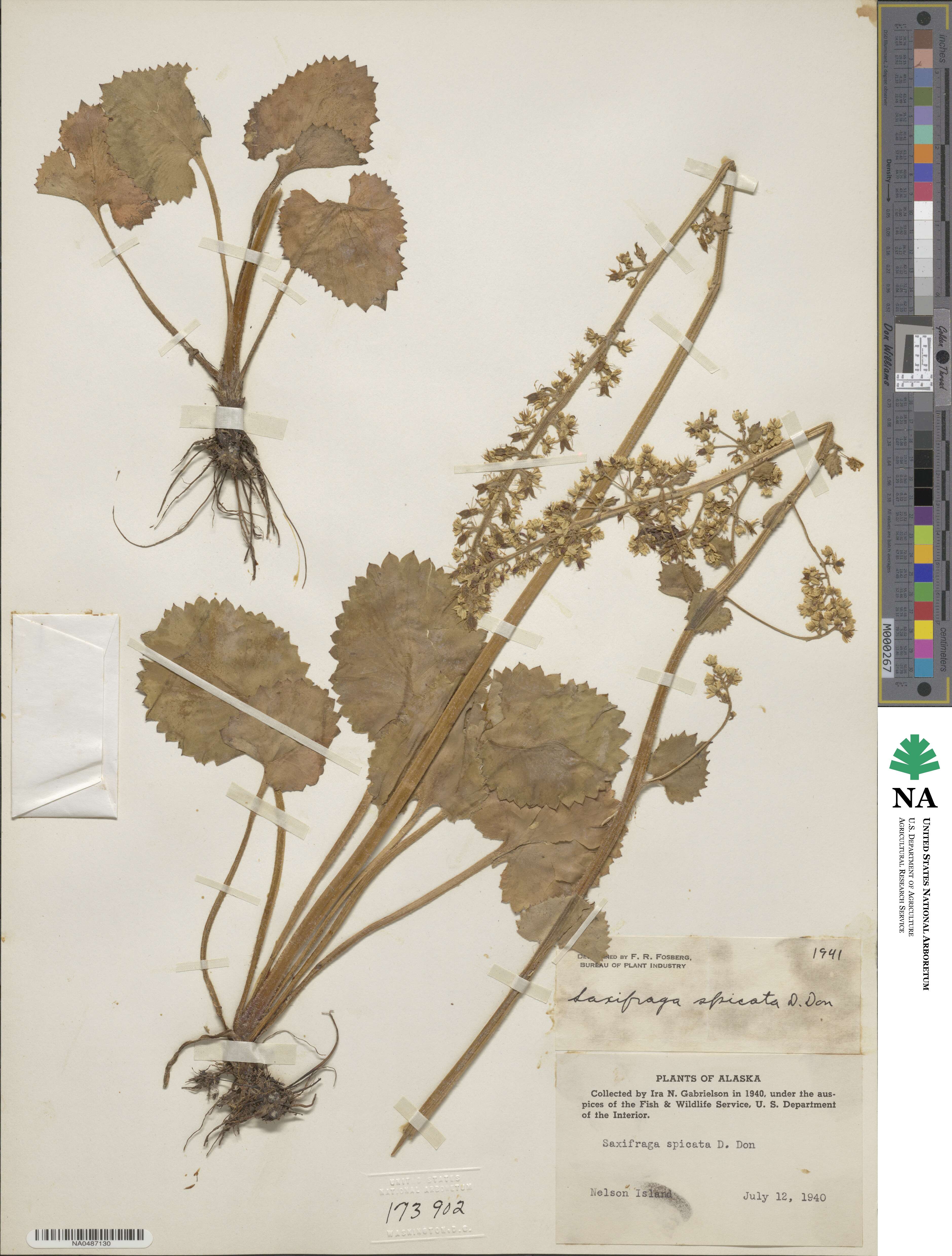 Micranthes spicata image