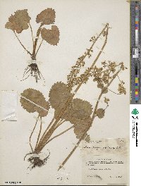 Image of Micranthes spicata