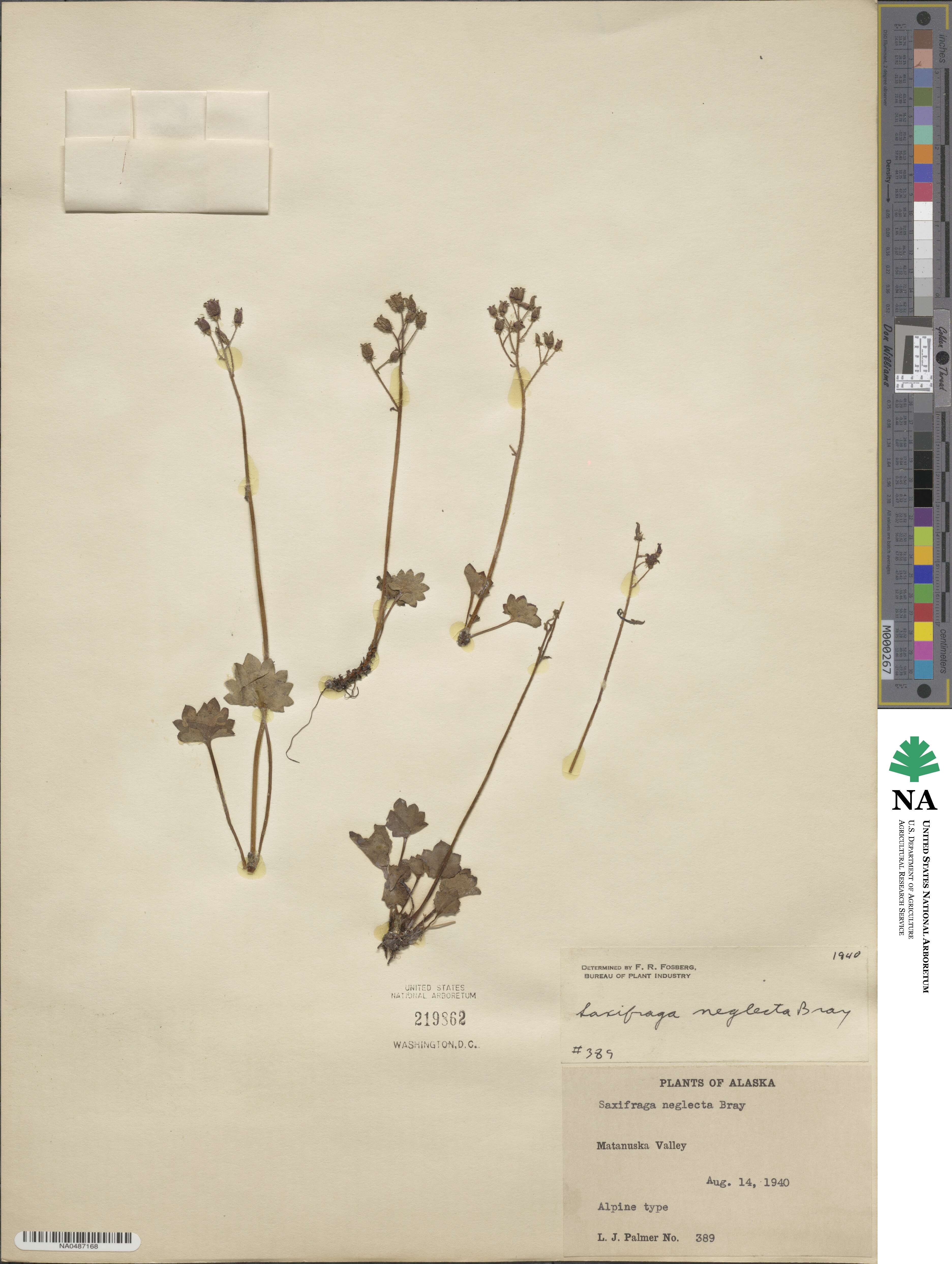 Saxifraga neglecta image