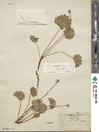 Micranthes nelsoniana subsp. nelsoniana image