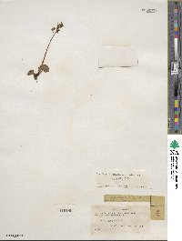 Micranthes nelsoniana subsp. nelsoniana image