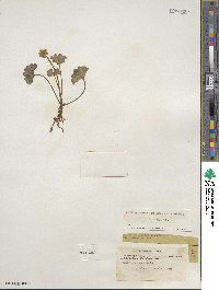 Micranthes nelsoniana subsp. nelsoniana image