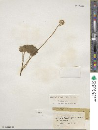 Micranthes nelsoniana subsp. nelsoniana image