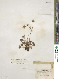 Micranthes nelsoniana subsp. nelsoniana image