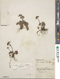 Micranthes nelsoniana subsp. nelsoniana image