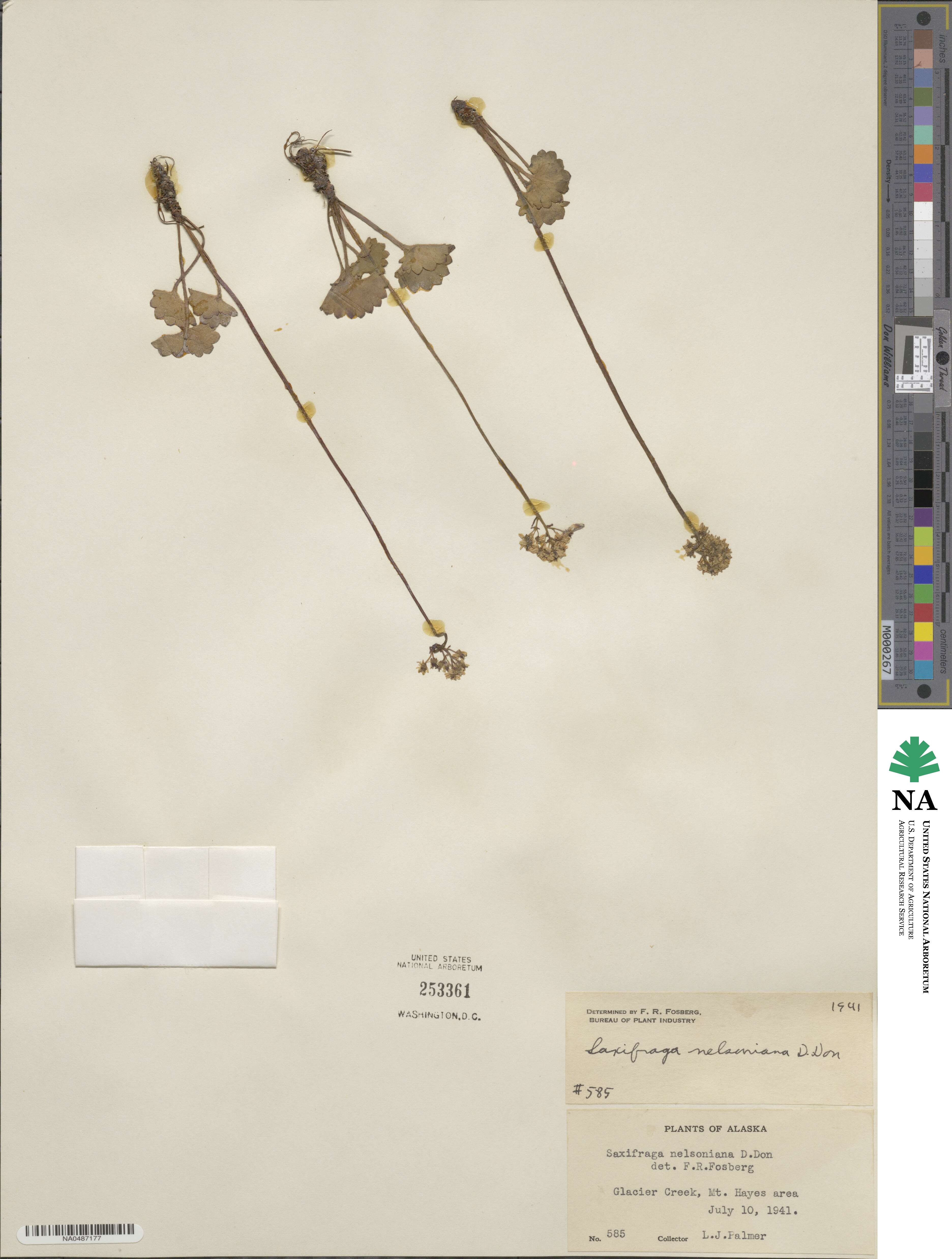 Micranthes nelsoniana subsp. nelsoniana image