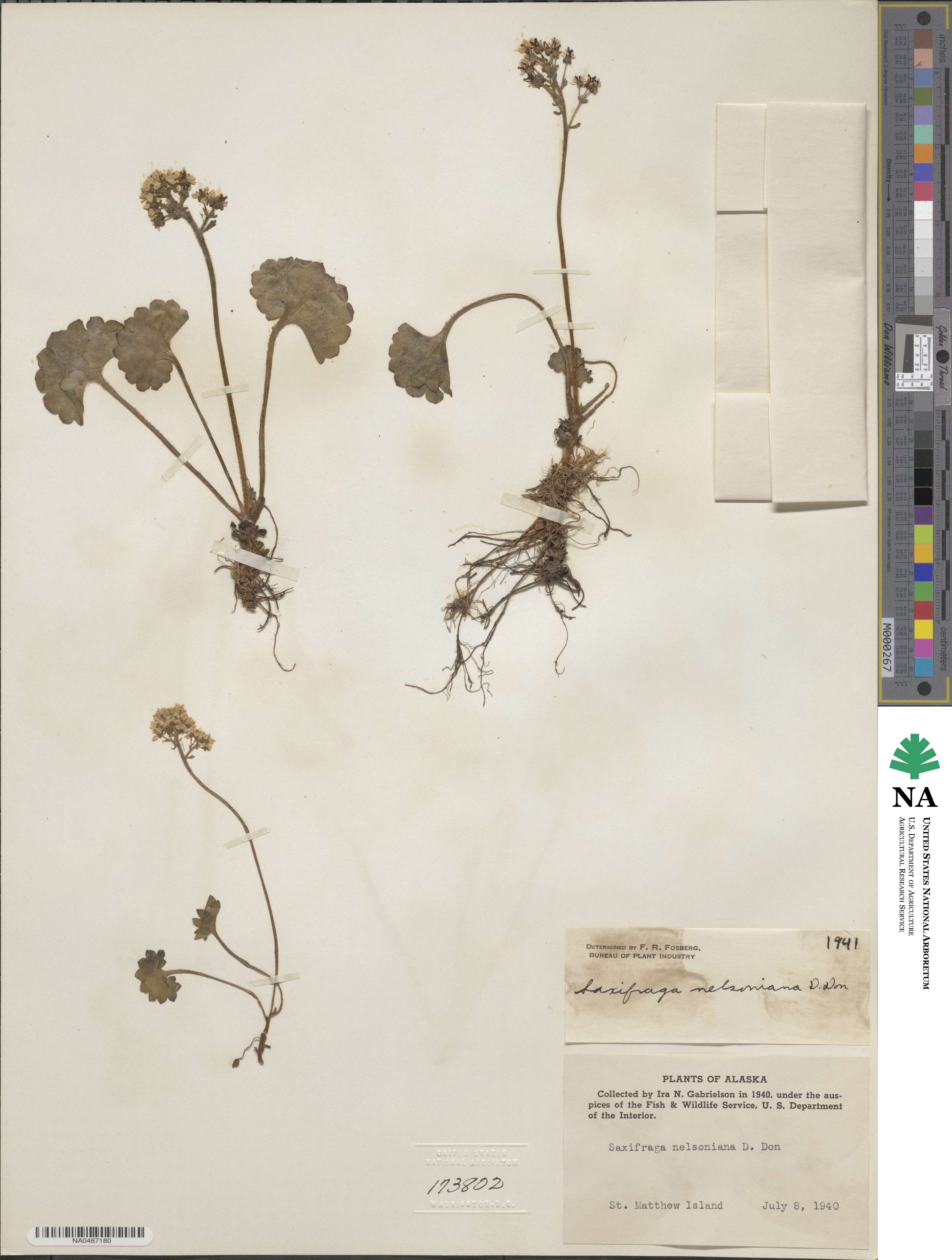 Micranthes nelsoniana subsp. nelsoniana image