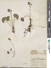 Micranthes nelsoniana subsp. nelsoniana image