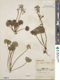 Micranthes nelsoniana subsp. nelsoniana image