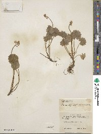 Micranthes nelsoniana subsp. nelsoniana image