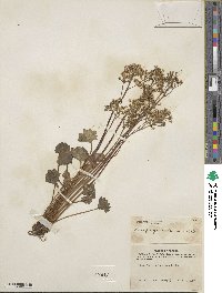 Micranthes nelsoniana subsp. nelsoniana image