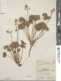 Micranthes nelsoniana subsp. nelsoniana image