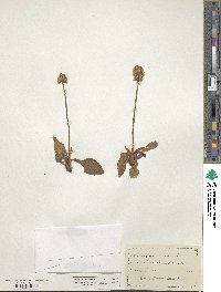 Saxifraga nivalis image