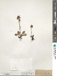 Saxifraga nivalis image