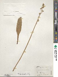 Saxifraga nivalis image