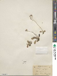 Saxifraga nivalis image