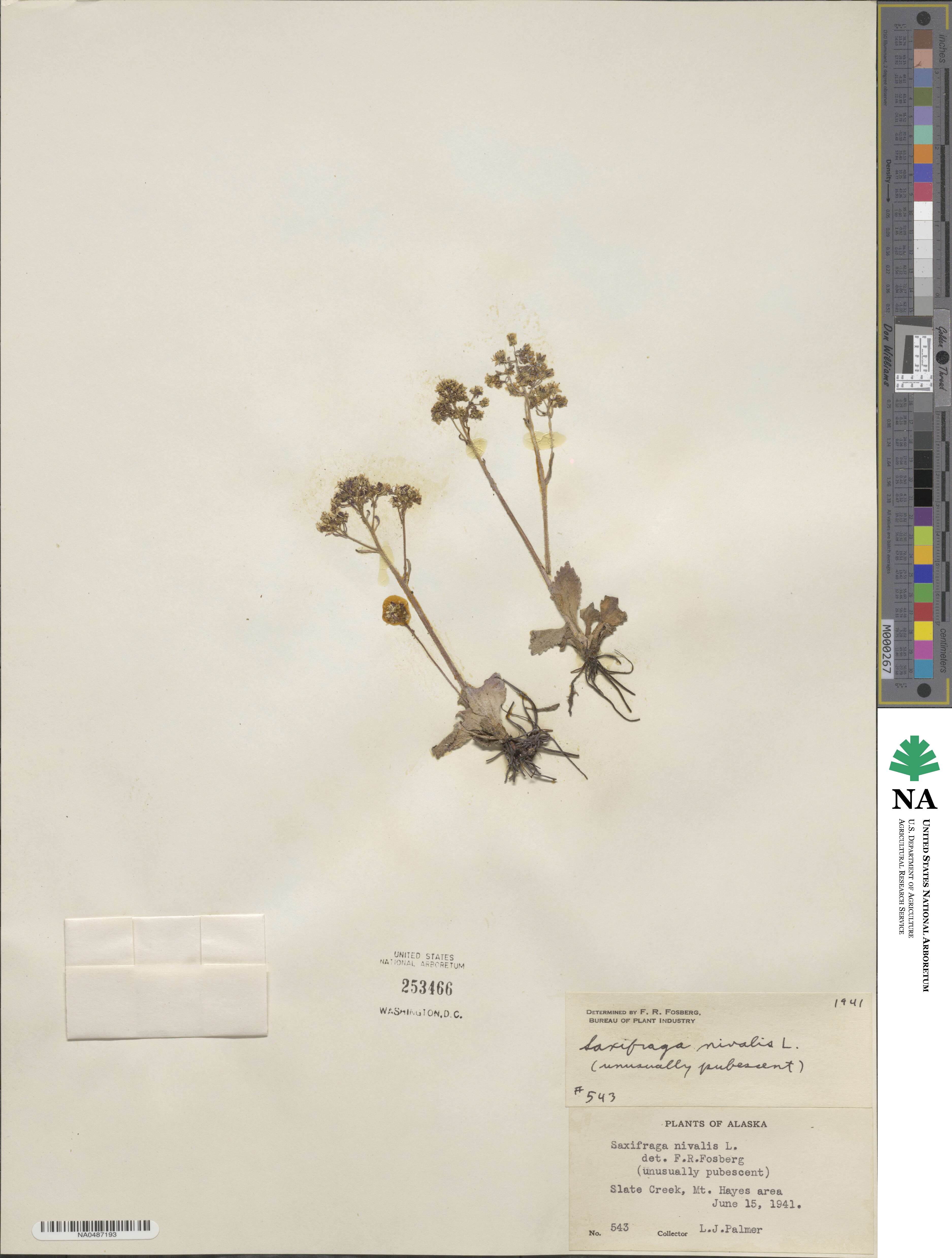 Saxifraga nivalis image