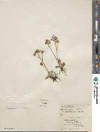 Saxifraga nivalis image