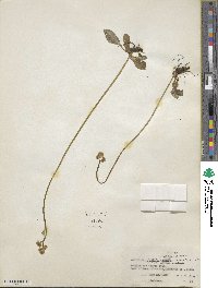 Saxifraga nivalis image