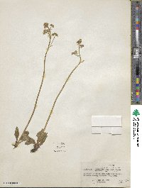 Saxifraga nivalis image