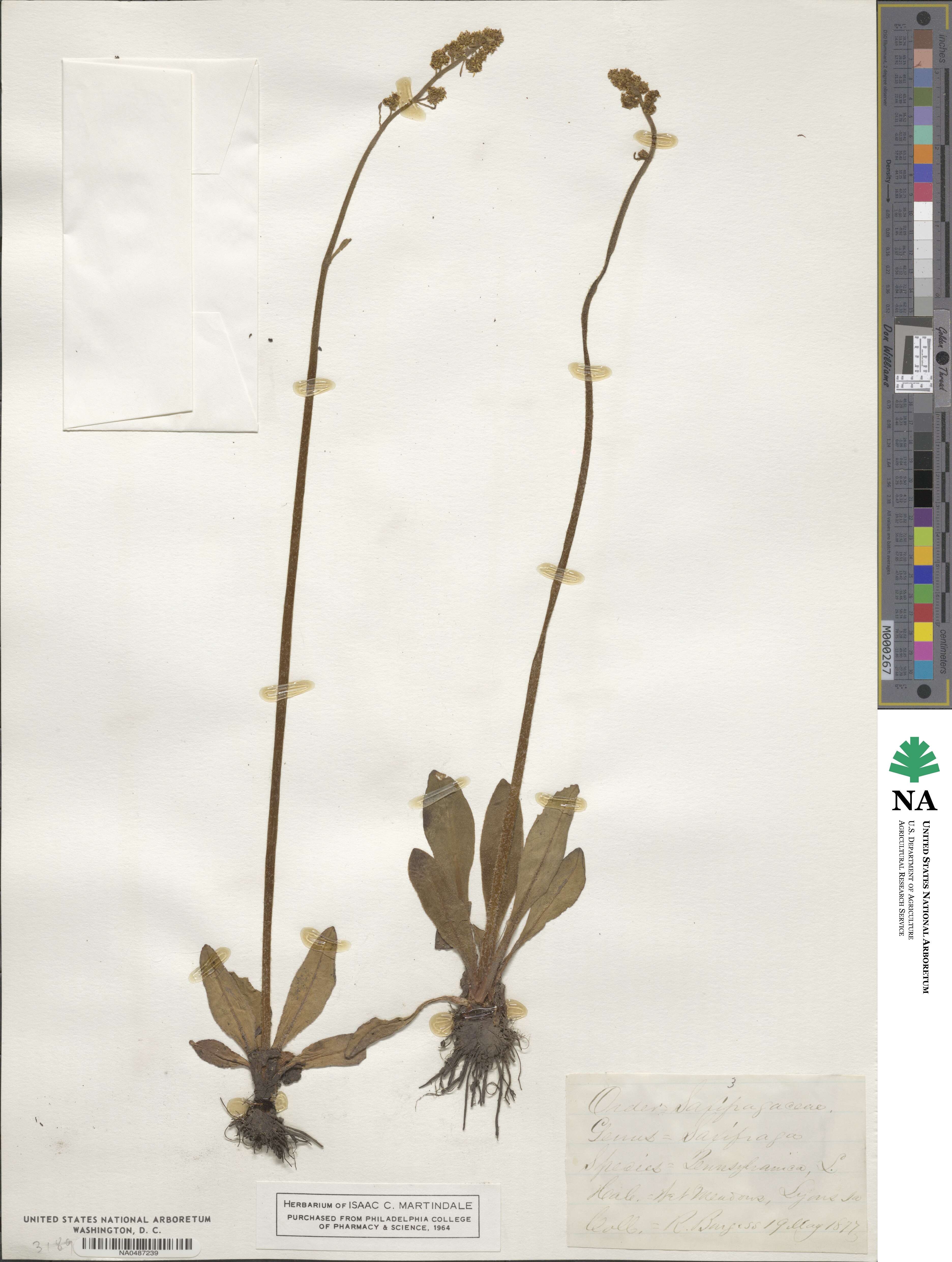 Micranthes pensylvanica image