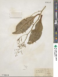 Micranthes pensylvanica image