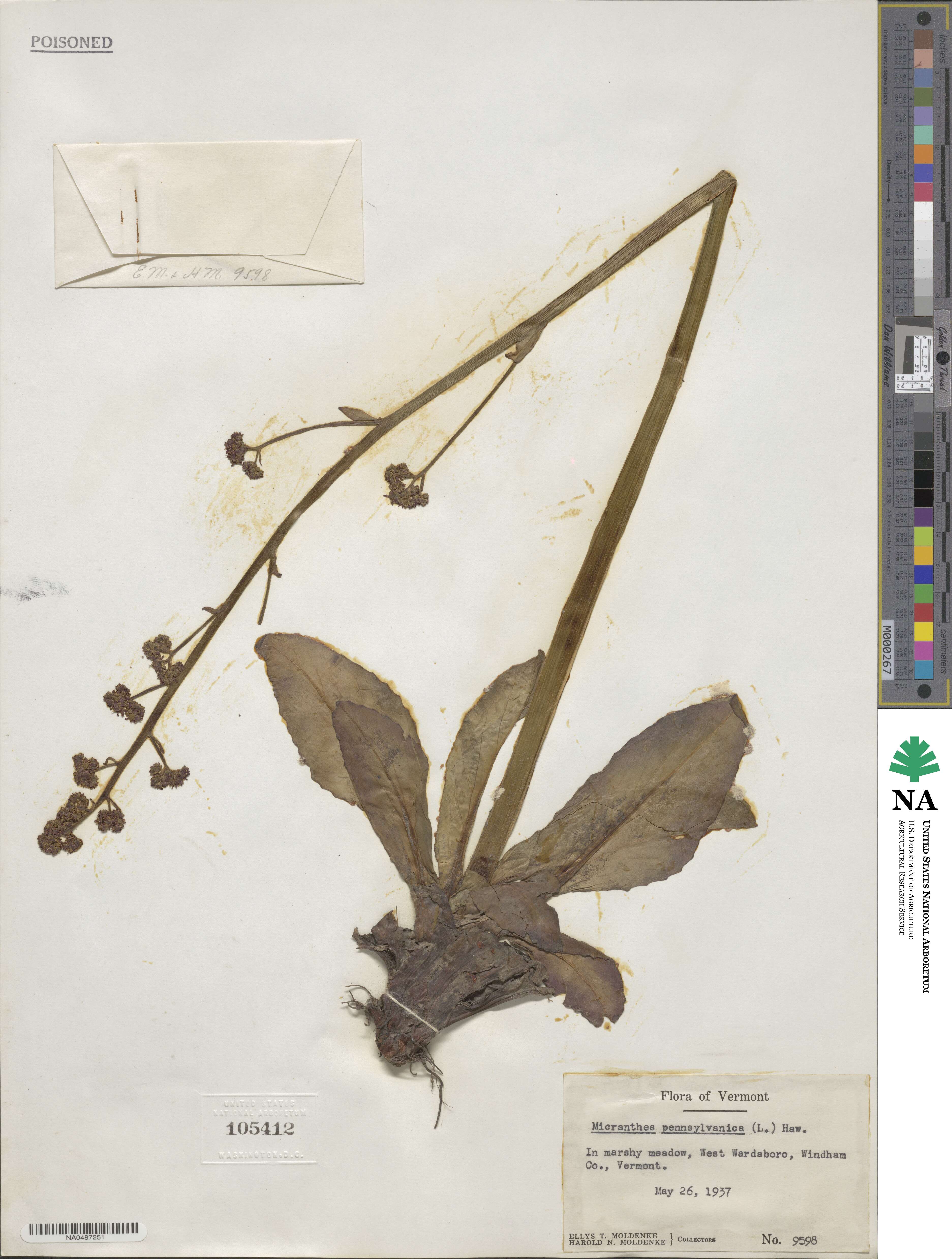 Micranthes pensylvanica image