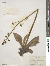 Micranthes pensylvanica image