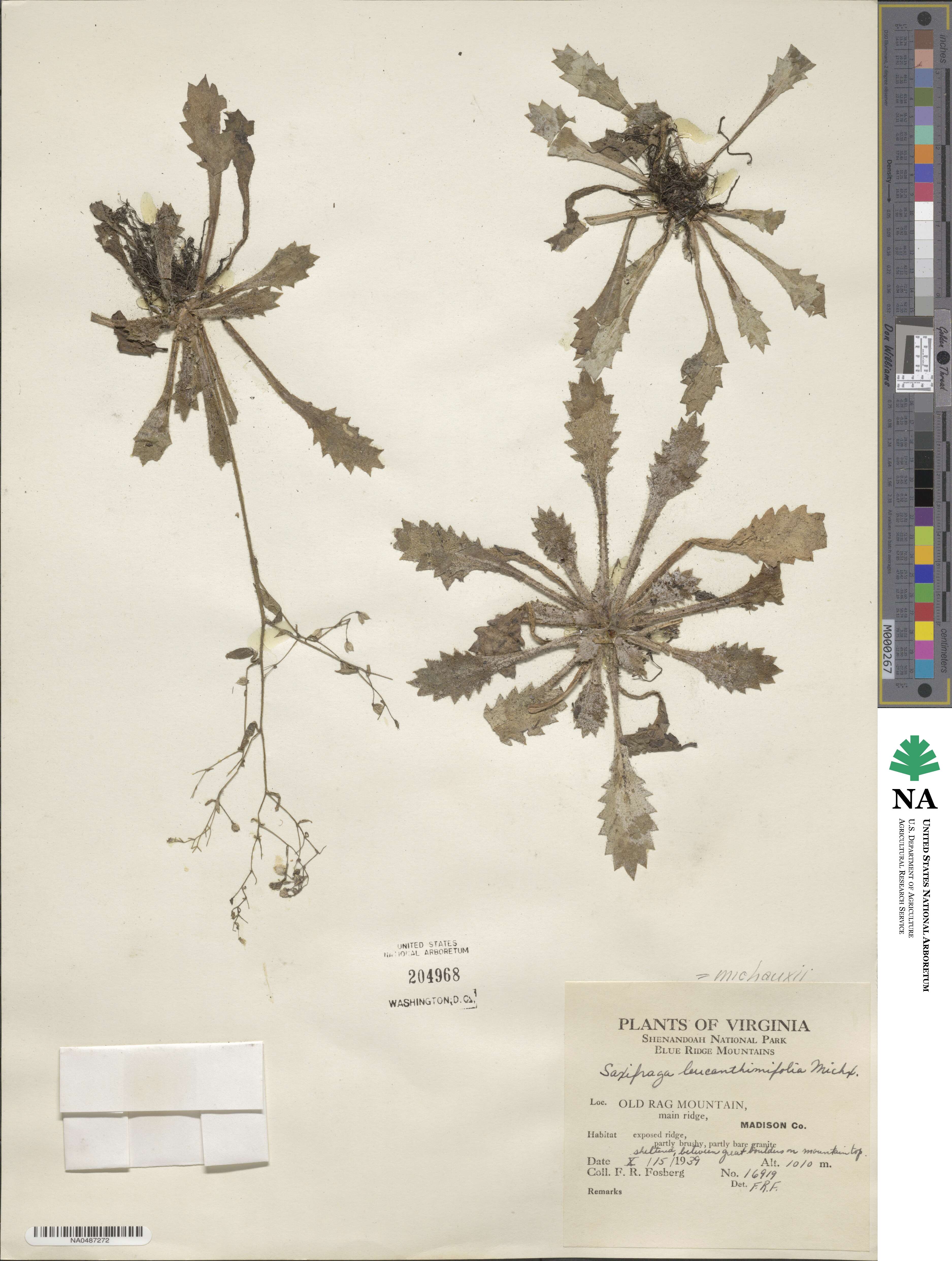 Micranthes petiolaris image
