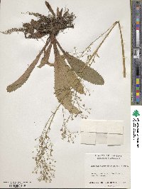 Micranthes micranthidifolia image