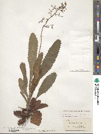 Micranthes micranthidifolia image