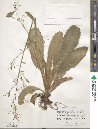 Micranthes micranthidifolia image